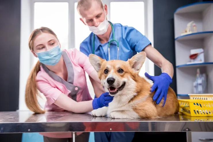 ветеринарная клиника vetcitypets: Your Trusted Veterinary Clinic for Pet Care - The News Examiner